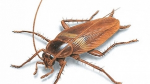 Uni&scaron;tavanje buba rusa