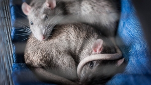 Uni&scaron;tavanje pacova